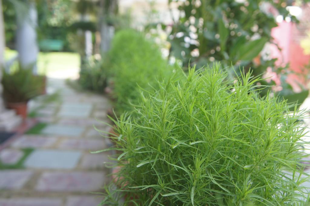 Sirohi House ニューデリー エクステリア 写真